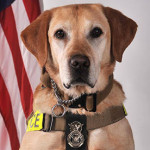 MWD PIER M203