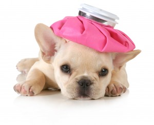 Monthly Pet Health Checklist