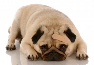 veterinary care - pug dog with bandage on forehead