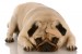 Veterinary Financial Assistance