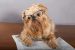 Serious dog in glasses reading the newspaper
