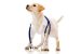 Symptoms of Marijuana Toxicity in Dogs